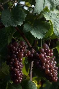 GRAPPES DE RAISIN, TOKAY PINOT GRIS 