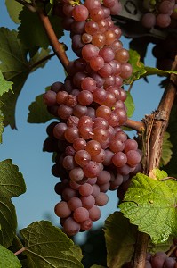 GRAPPE DE RAISIN GEWURTZTRAMINER 