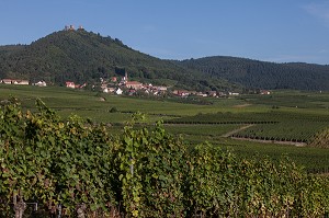 LA VITICULTURE DANS LE HAUT RHIN (68), GRAND EST, FRANCE 