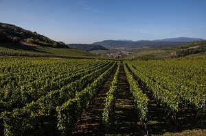 LA VITICULTURE DANS LE HAUT RHIN (68), GRAND EST, FRANCE 