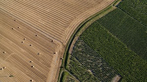 CHAMPS DE BLE ET VIGNES, (49) MAINE-ET-LOIRE, PAYS DE LA LOIRE, FRANCE 