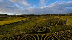 VITICULTURE DANS LA MARNE (51), GRAND EST, FRANCE 