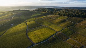 VITICULTURE DANS LA MARNE (51), GRAND EST, FRANCE 