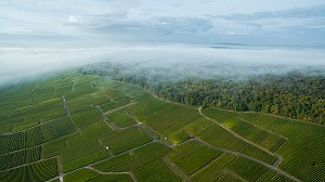 VITICULTURE DANS LA MARNE (51), GRAND EST, FRANCE 