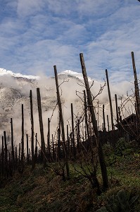 LA VITICULTURE EN SAVOIE (73), AUVERGNE-RHONE-ALPES, FRANCE 