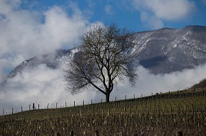 LA VITICULTURE EN SAVOIE (73), AUVERGNE-RHONE-ALPES, FRANCE 