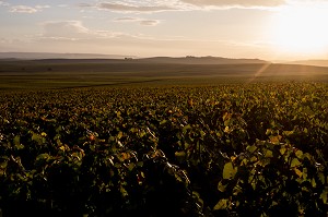 VITICULTURE DANS LA MARNE (51), GRAND EST, FRANCE 