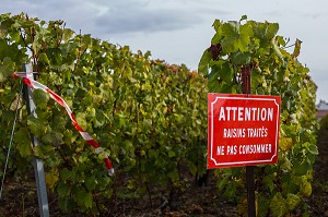 VITICULTURE DANS LA MARNE (51), GRAND EST, FRANCE 