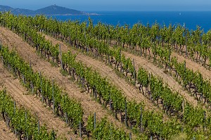 LA VITICULTURE EN CORSE (2A) CORSE-DU-SUD, FRANCE 
