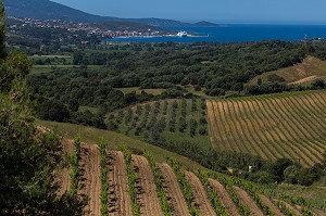 LA VITICULTURE EN CORSE (2A) CORSE-DU-SUD, FRANCE 