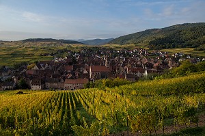 LA VITICULTURE DANS LE HAUT-RHIN (68), GRAND EST, FRANCE 