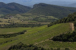 LA VITICULTURE EN CORSE, (2B) HAUTE-CORSE, FRANCE 