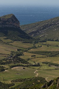LA VITICULTURE EN CORSE, (2B) HAUTE-CORSE, FRANCE 