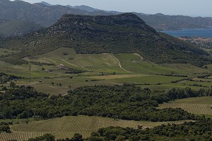 LA VITICULTURE EN CORSE, (2B) HAUTE-CORSE, FRANCE 