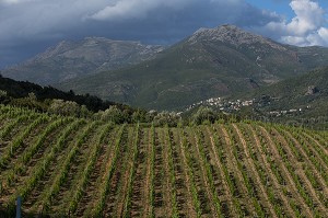 LA VITICULTURE EN CORSE, (2B) HAUTE-CORSE, FRANCE 