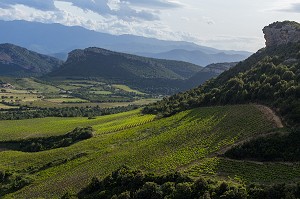 LA VITICULTURE EN CORSE, (2B) HAUTE-CORSE, FRANCE 