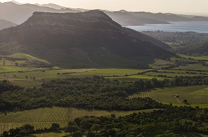 LA VITICULTURE EN CORSE, (2B) HAUTE-CORSE, FRANCE 