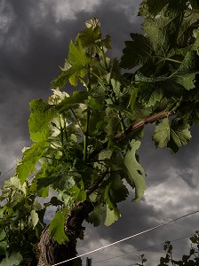 VIN DE SANCERRE, (18) CHER, CENTRE-VAL DE LOIRE, FRANCE 