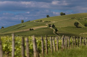 VIN DE SANCERRE, (18) CHER, CENTRE-VAL DE LOIRE, FRANCE 