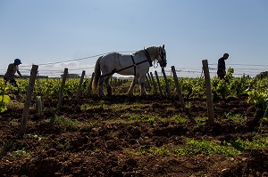 VIN DE SANCERRE, (18) CHER, CENTRE-VAL DE LOIRE, FRANCE 