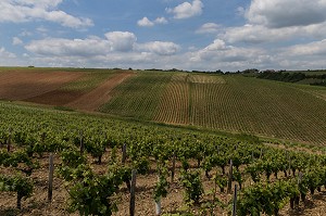 VIN DE SANCERRE, (18) CHER, CENTRE-VAL DE LOIRE, FRANCE 