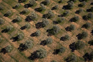 L'AGRICULTURE EN PROVENCE, (04) PACA, PROVENCE ALPES COTE D'AZUR, FRANCE 