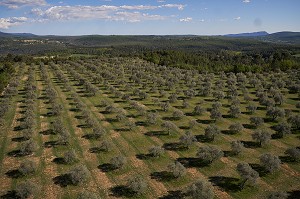 L'AGRICULTURE EN PROVENCE, (04) PACA, PROVENCE ALPES COTE D'AZUR, FRANCE 