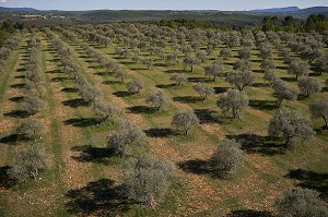 L'AGRICULTURE EN PROVENCE, (04) PACA, PROVENCE ALPES COTE D'AZUR, FRANCE 