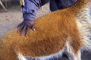 VIGOGNE, UN CAMELIDE EN OR, PEROU 