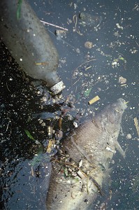 POISSON MORT ET BOUTEILLE EN PLASTIQUE, LA POLLUTION DE LA SEINE A PARIS (75), FRANCE 