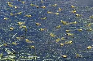 GRENOUILLES VERTES QUI COASSENT DANS UNE RIVIERE, FRANCE 