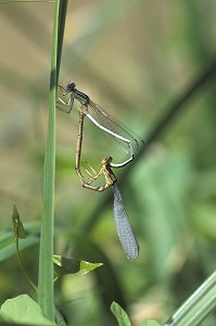 ACCOUPLEMENT DE LIBELLULES EN FORME DE CŒUR 