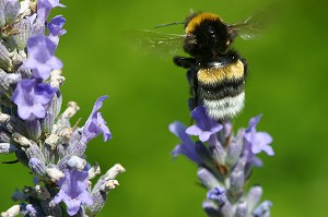 BOURDON BUTINANT UNE FLEUR DE LAVANDE 