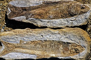 FOSSILE DE POISSON, FRANCE 