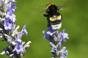 BOURDON (MALE DE L'ABEILLE) BUTINANT UNE FLEUR DE LAVANDE, FRANCE 