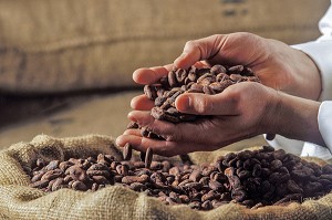 CONTROLE MANUEL DES FEVES DE CACAO DANS DES SACS EN TOILE DE JUTE, CHOCOLATERIE MICHEL CLUIZEL, DAMVILLE, EURE (27), FRANCE 