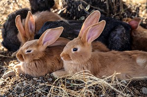LAPINS DANS LEUR CLAPIER NATUREL, ELEVAGE EN PLEIN AIR, VAUCLUSE, FRANCE 