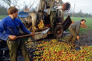 PRESSAGE OU PLIAGE DES POMMES POUR OBTENIR LE JUS, FABRICATION DU CIDRE EN NORMANDIE, ORNE (61), FRANCE 