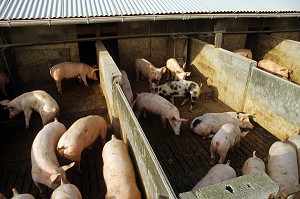 ELEVAGE DE PORCS EN PLEIN AIR, VERNEUIL-SUR-AVRE, EURE (27), FRANCE 
