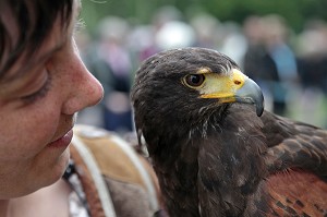 BUSE DE HARRIS, SPECTACLE DE FAUCONNERIE ET VOL DE RAPACES, CEREMONIE POUR LE RETOUR DE LA DEPOUILLE DE DIANE DE POITIERS A LA CHAPELLE SEPULCRALE DU CHATEAU D'ANET, 29 MAI 2010, EURE-ET-LOIR (28), FRANCE 