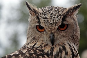 HIBOU GRAND DUC DU BENGALE 
