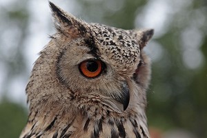 HIBOU GRAND DUC DU BENGALE 