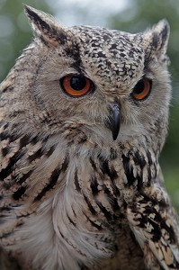 HIBOU GRAND DUC DU BENGALE 