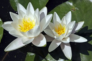 FLEURS BLANCHES DE NYMPHEAS (NENUPHARS) 