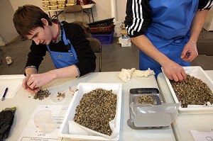 PESAGE EN COMPTAGE DES ESSAIMS D'HUITRES, ETUDIANTS EN AQUACULTURES MARINES, POLE METIER DE LA MER, 42 EME OLYMPIADES DES METIERS EN BRETAGNE, RENNES, FRANCE 