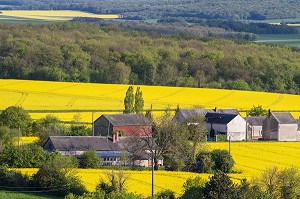 BOCAGES ET CHAMPS DE COLZA, CAMPAGNE BERRICHONE INSPIRATION DE GEORGE SAND, PAYSAGE AGRICOLE A MONTIGNY, CHER (18), FRANCE 
