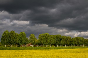 CHAMPS DE COLZA, PAYSAGE AGRICOLE PRES DE VERNEUIL-SUR-AVRE, EURE (27), FRANCE 