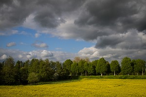 CHAMPS DE COLZA, PAYSAGE AGRICOLE PRES DE VERNEUIL-SUR-AVRE, EURE (27), FRANCE 