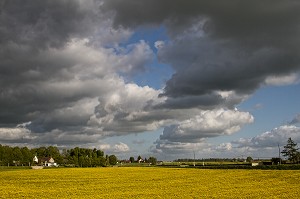 CHAMPS DE COLZA, PAYSAGE AGRICOLE PRES DE VERNEUIL-SUR-AVRE, EURE (27), FRANCE 