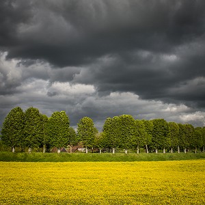 CHAMPS DE COLZA, PAYSAGE AGRICOLE PRES DE VERNEUIL-SUR-AVRE, EURE (27), FRANCE 